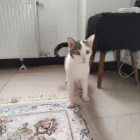 واگذاری گربه