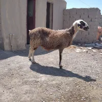 گوسفند مری