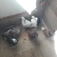 کبوتر رنگی|پرنده|قم, شهرک طالقانی|دیوار