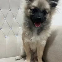 پامر خرسی|سگ|رفسنجان, |دیوار