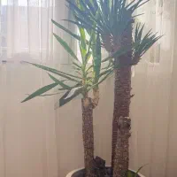 درختچه و گل آپارتمانی|گل و گیاه طبیعی|تهران, والفجر (افسریه)|دیوار