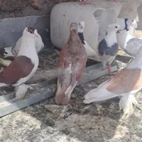 کبوتر
