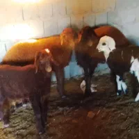 بره سالم|حیوانات مزرعه|تربت جام, جلگه موسی آباد|دیوار