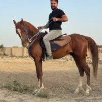 اسب کهر نژاد انگلیسی