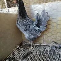 مرغ طوسی|حیوانات مزرعه|شیراز, کوشک میدان|دیوار