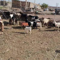 بز  زایده جوان