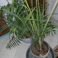 گل و گیاه، اریکا|گل و گیاه طبیعی|رشت, جهاد|دیوار