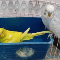 یه جفت مرغ عشق