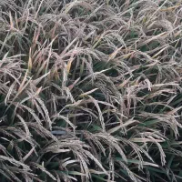 فروش شلتوک درجه یک در گتوند|حراج|اهواز, اهواز|دیوار