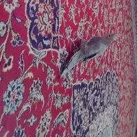 عروس هلندی ماده