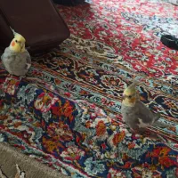 دوعدد عروس هلندی