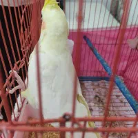 یک جفت عروس هلندی کاملا سالم و تخم گذار|پرنده|پارس‌آباد, |دیوار