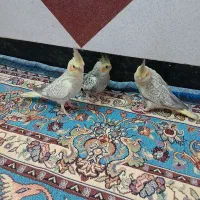 عروس هلندی گلباقالی سرلاکی|پرنده|لالجین, |دیوار