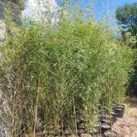 گلدونی خیزران سایز ده