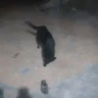 سگ گله ای فروش فوری|سگ|لردگان, |دیوار