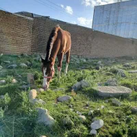 نریان دره شوری پنج نشان