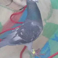 تعدادی کفتر فروشی