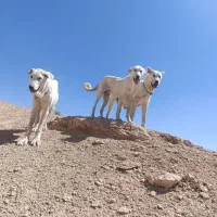 واگزاری دوتا سگ با ارزش یکی نر یکی ماده|سگ|مهربان, |دیوار