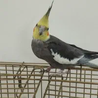 عروس هلندی نر آماده ۳ ساله