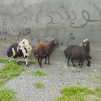 میش افشار اصل با بره قوچ پلنگی