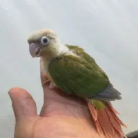 جفت مولد گرینچیک|پرنده|اندیشه, اندیشه فاز ۲|دیوار