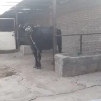 گاومیش
