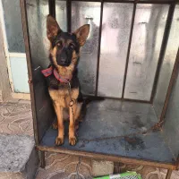 سگ ژرمن شپرد