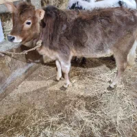 گوساله لیشه