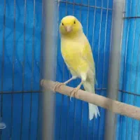 قناری سوپر قشنگ