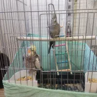 عروس هلندی نر و ماده