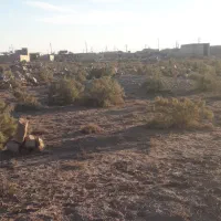 دو-قطعه-زمین-در-گلدشت