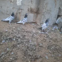 کبوتر طوقی تیدی