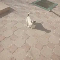 سگ گم شده|حیوانات|اصفهان, ناژوان|دیوار