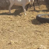 ۱۱عدد کهره نر|حیوانات مزرعه|یزد, |دیوار