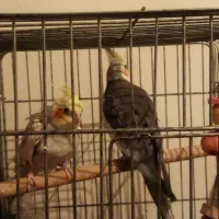 عروس هلندی بالغ