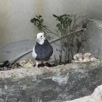 کبوتر|پرنده|ایلام, |دیوار