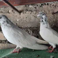کاشونی ساعت بالا