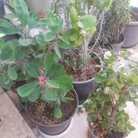 گل سانسوریا  مرجان  برگ بیدی  صخره ایی|گل و گیاه طبیعی|مرند, |دیوار