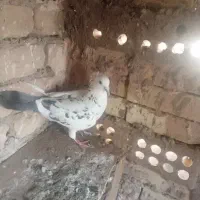 کفتر|پرنده|خوشاب, |دیوار