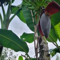 درخت موز|گل و گیاه طبیعی|چمستان, |دیوار