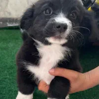 فروش توله ۳ماهه