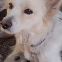 واگزاری سگ پامر روباهی