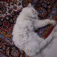 گربه پرشین|گربه|ساری, |دیوار