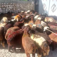 ۵۱ بره سبک سپیدان