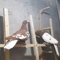 کبوتر ابلغ دم سفید|پرنده|مشهد, انصار|دیوار