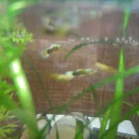 گوپی نر|ماهی|اصفهان, شاهد|دیوار