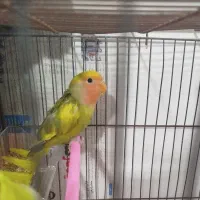 جوجه برزیلی پاستیلی