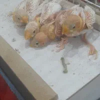 فنچ و،... عروس|پرنده|بندر امام خمینی, |دیوار