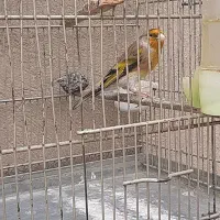 سره وسره قناری قرس بخون|پرنده|ری, سیزده آبان|دیوار