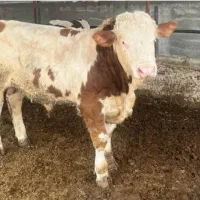 فروش گوساله شیرخوار و قطع شیر سمینتال بالا۵راس|حیوانات مزرعه|شاهینشهر, حافظ جنوبی|دیوار